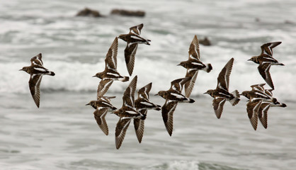 Turnstones flying
