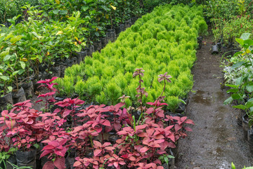 young plants in nursery bags
