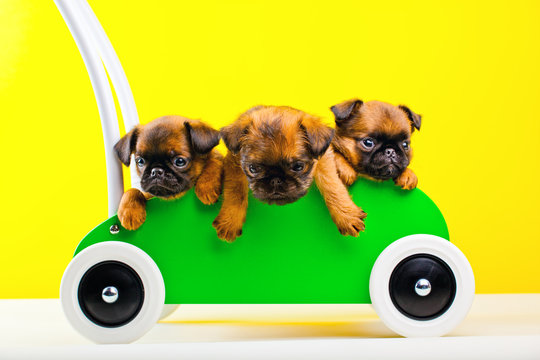 Three Griffin Dog In Wooden Car