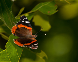 Red Admiral butterfly, Vanessa atalanta, resting on a oak leaf in spring