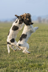 Obraz premium Dogs jumping