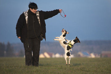 Dogs playing with a ball and woman 
