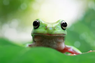 Crédence de cuisine en verre imprimé Grenouille Dumpy tree frog