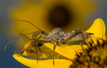Wheelbug, Arilus cristatus, on a sunflower with prey, eating a small bee