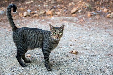 Wild green-eyed cat outdoor.