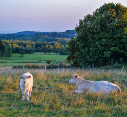 Kuh mit Kalb grasen auf der Weide am Abend