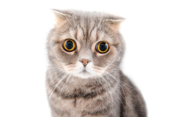 Portrait of a cat close-up. Breed Scottish Fold..