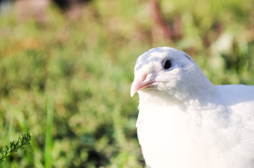 quail on a green grass in the spring