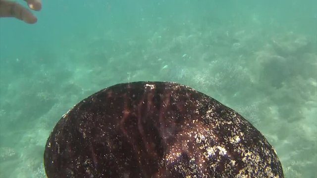 Large sea cucumber under the sea