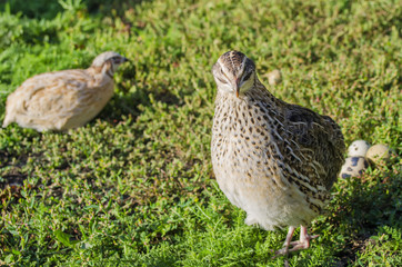 Fototapeta na wymiar quail on a green grass in the spring