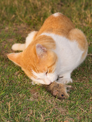Naklejka na ściany i meble Cat eating a mouse in grass