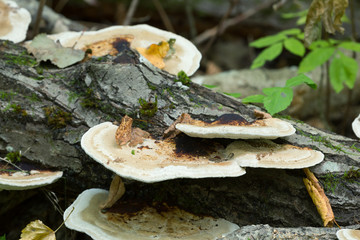 Thin walled maze polypore, Daedaleopsis confragosa growing on sallow wood 
