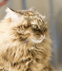 furry kitten of siberian breed