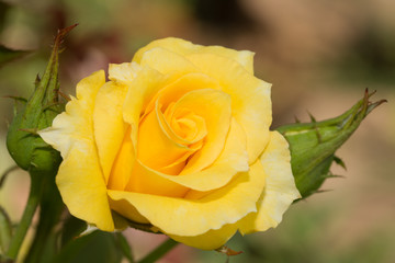 Closeup of a bright yellow rose growing in summer garden