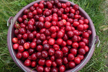 Red Cherries