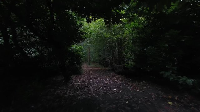 Walking along a path into the woods.