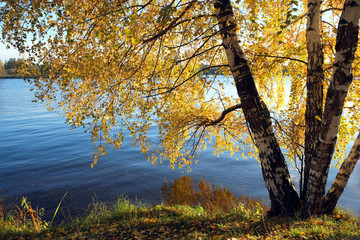 Fototapeta na wymiar Beautiful rural landscape with birches on riverside with many yellow leaves hanging down above blue river on bright bay in golden autumn