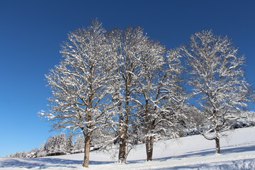 Trees covered in fresh snow with a blue cloudless sky