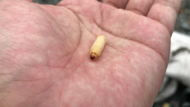 4K video of caterpillar which was placed of my hand

