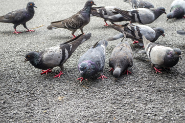 Group of pigeons sharing their feed