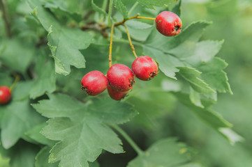 Ripe red hawthorn in autumn.