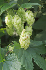 Green hop cones on branches. Close up.