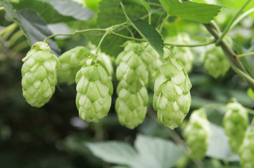 Green hop cones on branches. Close up.