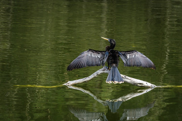 Anhinga Drying Wings