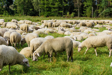 Flock of sheep grazing.  sheep in meadow.