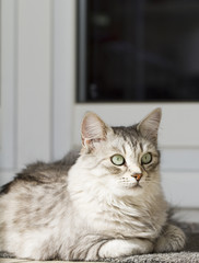 silver cat in the garden, siberian breed