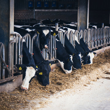 cows in a farm.  Dairy cows .