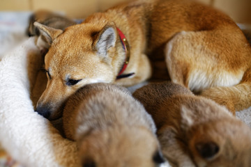 柴犬の赤ちゃん