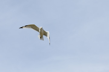 Seagull with black wingtips flying with a blue sky