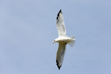 Ring-billed seagull with black wingtips flying with a blue sky