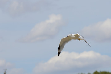  Ring-billed seagull with black wingtips flying with a blue sky