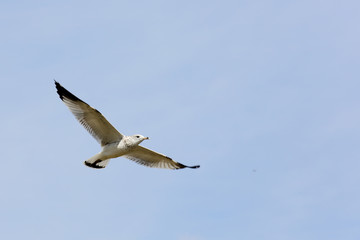 Ring-billed seagull with black wingtips flying with a blue sky