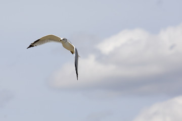 Ring-billed seagull with black wingtips flying with a blue sky a
