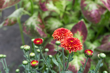 beautiful garden flowers close up