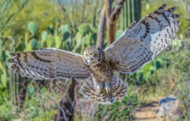 Tableau sur aluminium  Great Horned owl with spread wings  © yukoncharlie