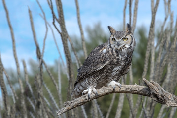 Perched Great Horned Owl