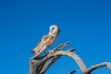 Barn Owl