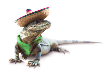 mexican Iguana with hat and scarf