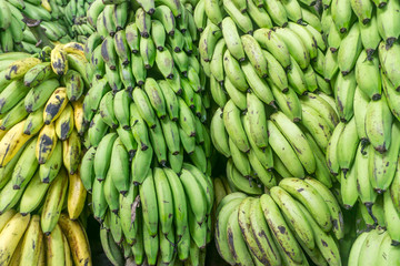 green banana group from organic farm in Nicaragua