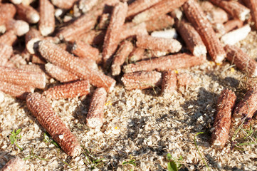 Pile of dried ears of corn 