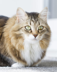 brown kitten with white siberian