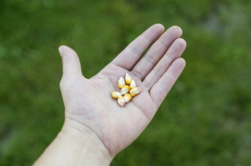 Grain of corn on hand