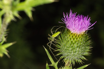 Macro.  A bright green spider crawls upon a purple spiny thistle flower. 