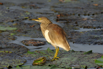 Bacchusreiher, Bacchus-Reiher (Ardeola bacchus)