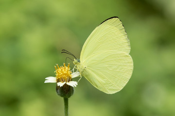 Butterfly in Southeast Asia.
