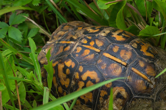 Colorful box turtle in the grass. 